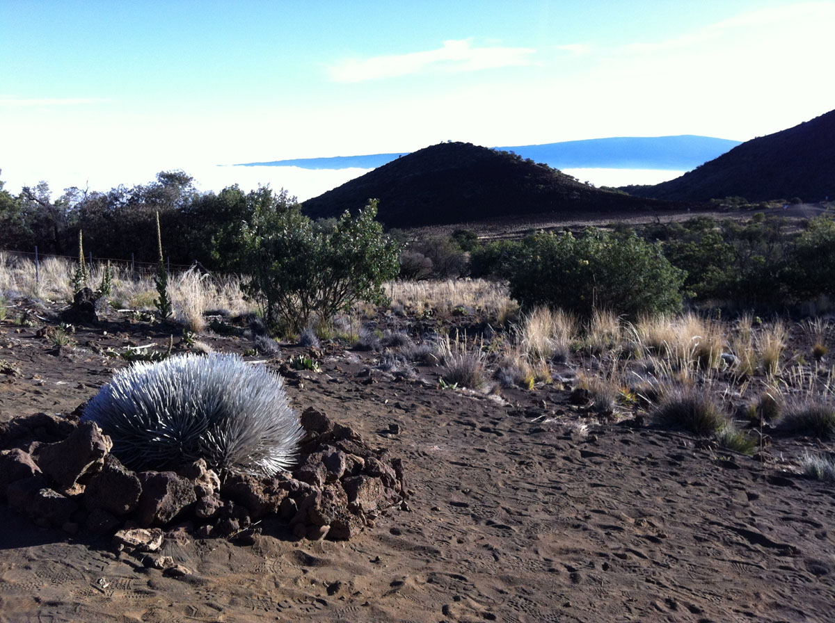 silversword plant behind the mauna kea visitor center